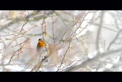 Rouge-gorge