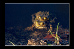 Objectif nature (64)