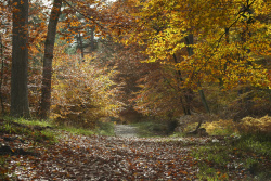Automne-0990