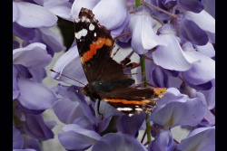Papillon